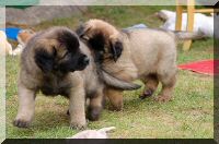 leonberger 058.jpg